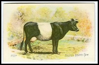 3 Belted Dutch Cow